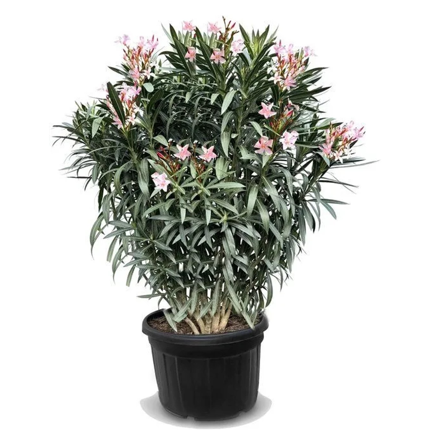 Sunny-Tree Oleander Farbe Rosa  220/240 cm Nerium Oleander Pflanze für Drau günstig online kaufen