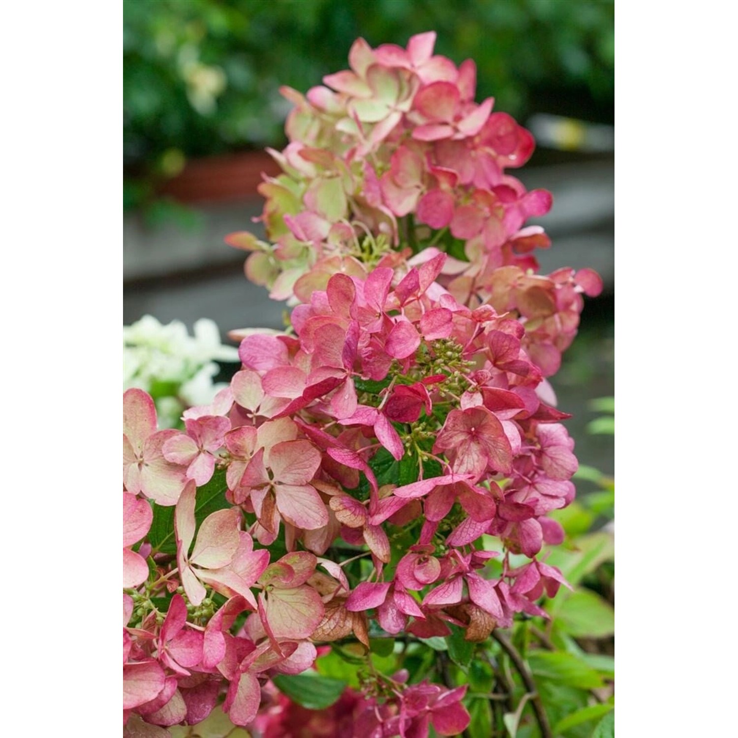 Hydrangea Paniculata Rispenhortensie Mega Mindy 40-60 cm günstig online kaufen