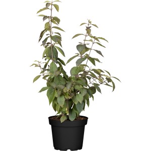 OBI Liebesperlenstrauch 'Profusion' im Topf, ca. 40-60 cm hoch, mit grünen Blättern.