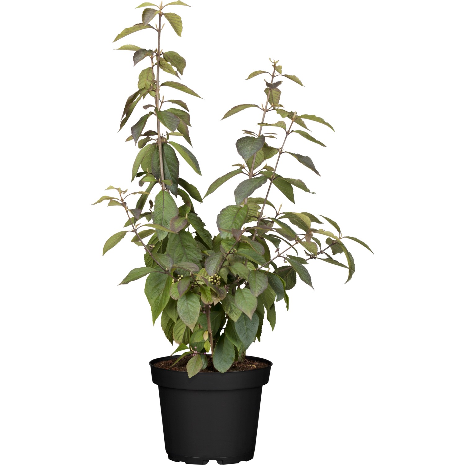 OBI Liebesperlenstrauch Profusion Lila Höhe ca. 40 - 60 cm cm Topf ca. 4 l günstig online kaufen
