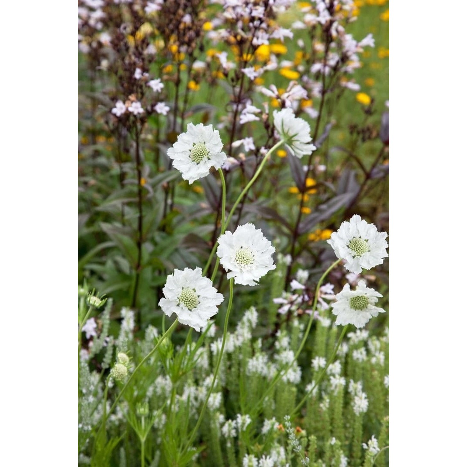 Scabiosa Caucasica Miss E.willmott Kaukasische Skabiose Ca. 11x11 cm Topf günstig online kaufen
