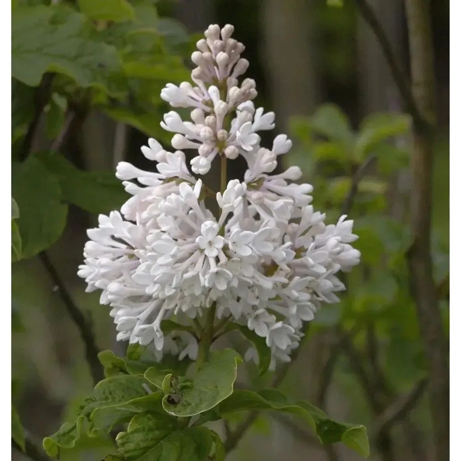 Kanadischer Flieder Agnes Smith 80-100cm - Syringa prestoniae