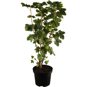 Zierjohannisbeere 'King Edward VII' im Topf, ca. 80-100cm hoch, mit grünen Blättern.