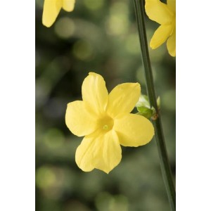Nahaufnahme einer gelben Blüte des Winterjasmins (Jasminum Nudiflorum).