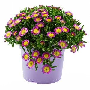 Stauden Mittagsblume Gelb-Pink im Topf: Mehrjährige, farbenfrohe Steingartenpflanze.