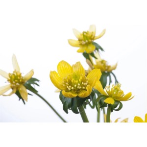 Winterling (Eranthis hyemalis) im 9x9 cm Topf mit leuchtend gelben Blüten.