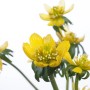 Winterling (Eranthis hyemalis) im 9x9 cm Topf mit leuchtend gelben Blüten.