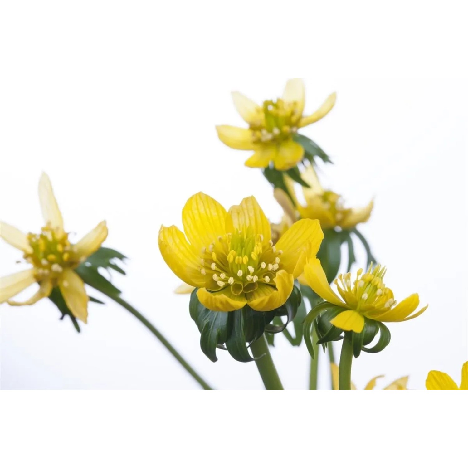Winterling (Eranthis hyemalis) im 9x9 cm Topf mit leuchtend gelben Blüten.