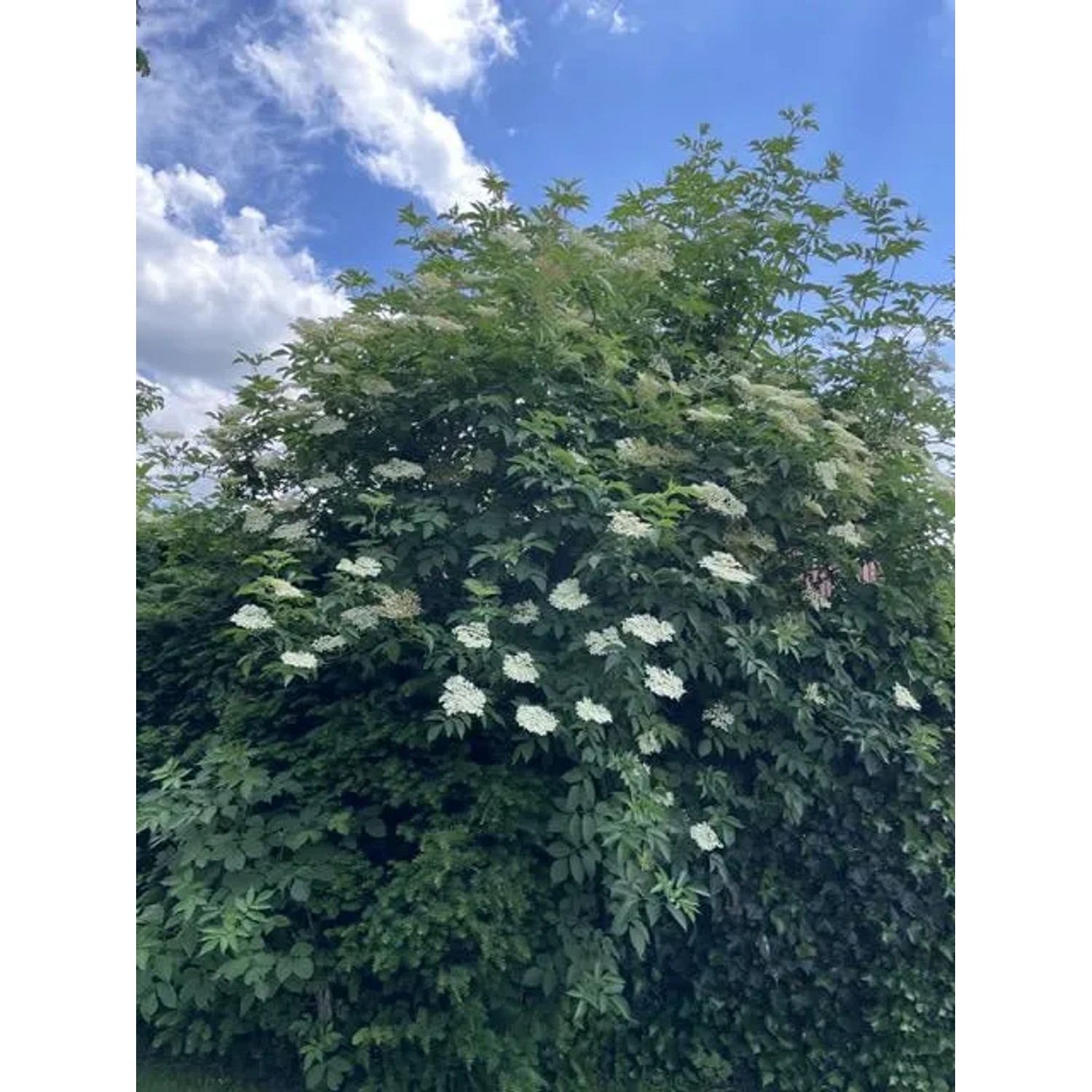 Baumfink Schwarzer Holunder Topfpflanze (60-100cm) mit cremeweißen Blüten unter blauem Himmel.
