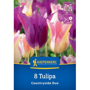 Kiepenkerl Tulpen Mix Countryside, 8 Stück: Violette und rosa Tulpenblüten im Garten.