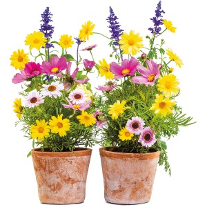 Komar Fenstersticker Springtime: Zwei Tontöpfe mit bunten Frühlingsblumen.