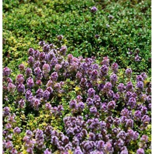 Blühender Zitronen-Thymian 'Rasta' als Bodendecker im Garten.