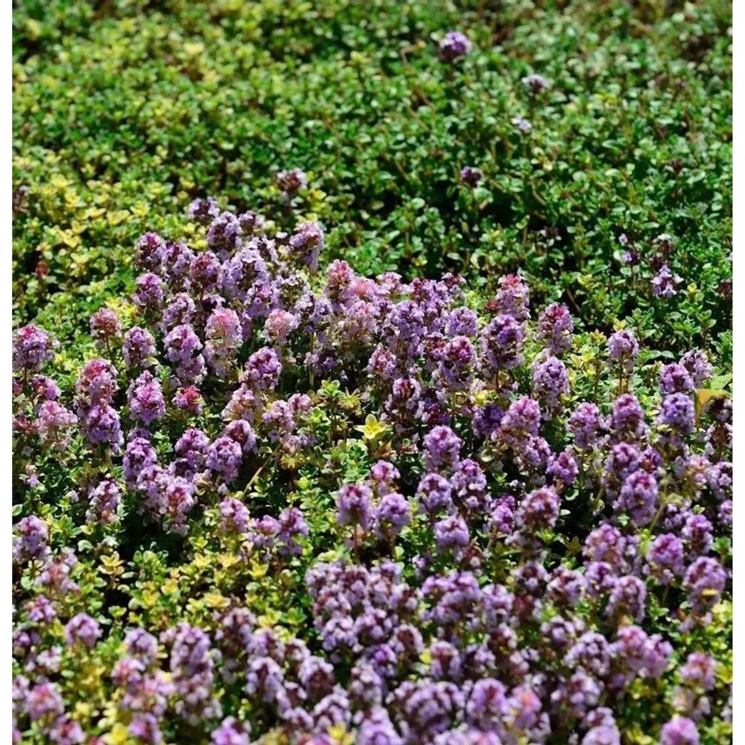Echter Zitronen Thymian Rasta - Thymus citriodorus