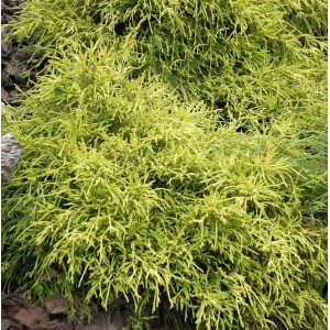 Gelbe Fadenzypresse Sungold 15-20cm - Chamaecyparis pisifera