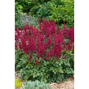 Astilbe Japonica 'Etna' Prachtspiere mit roten Blüten im Gartenbeet.