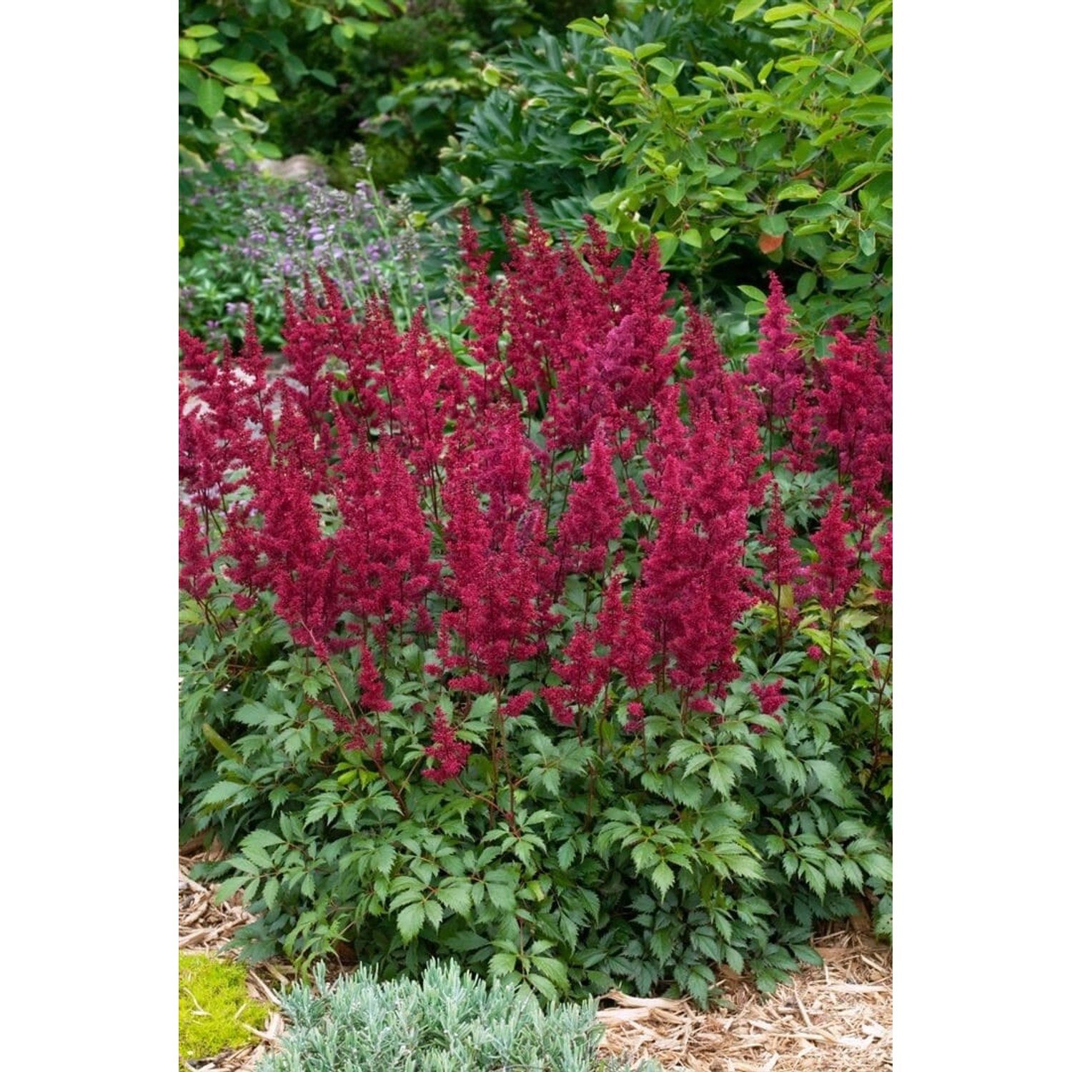 Astilbe Japonica Etna Prachtspiere Ca. 11x11 cm Topf günstig online kaufen