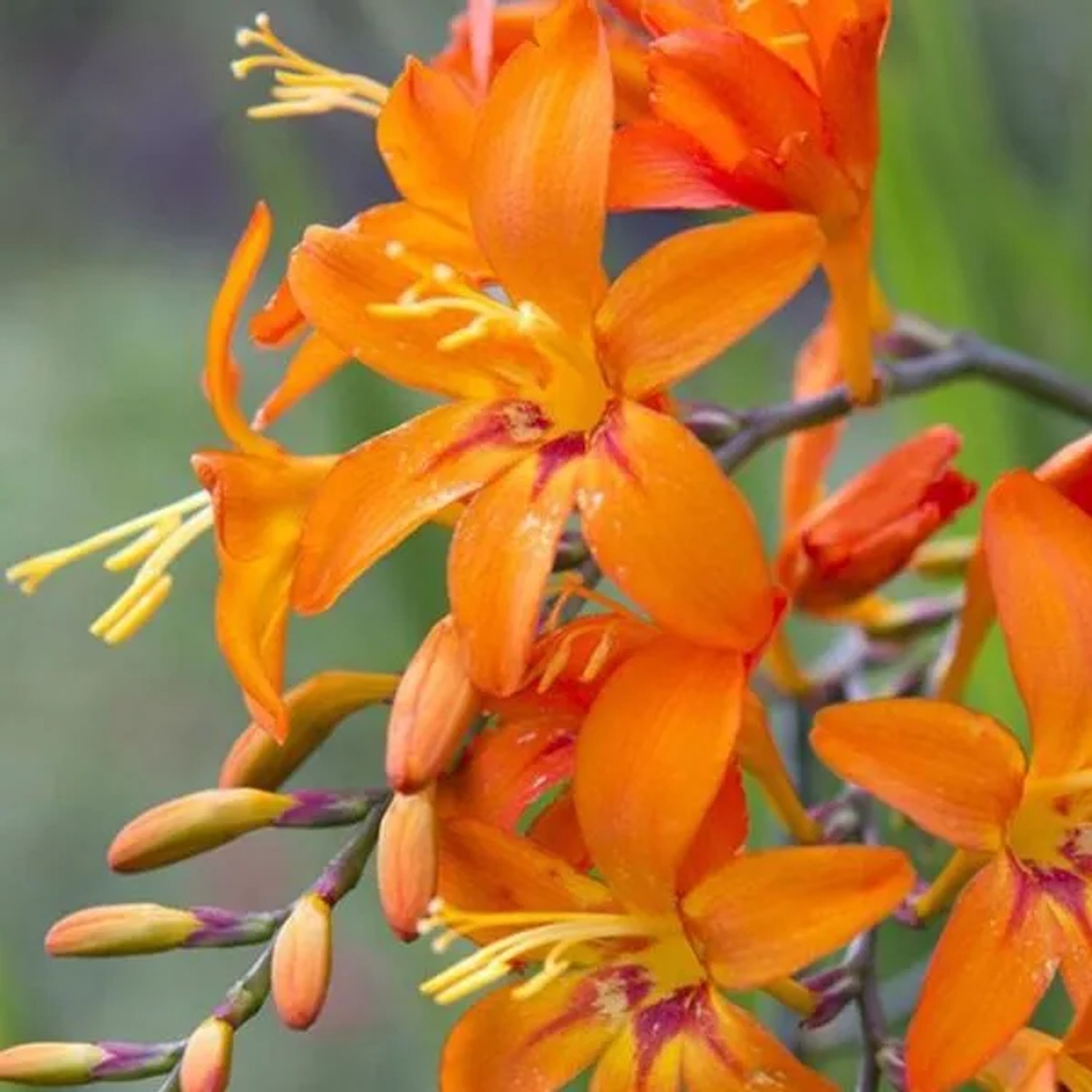 6 x Montbretie 'Emily McKenzie' Crocosmia Topf 9cm Schnittblume