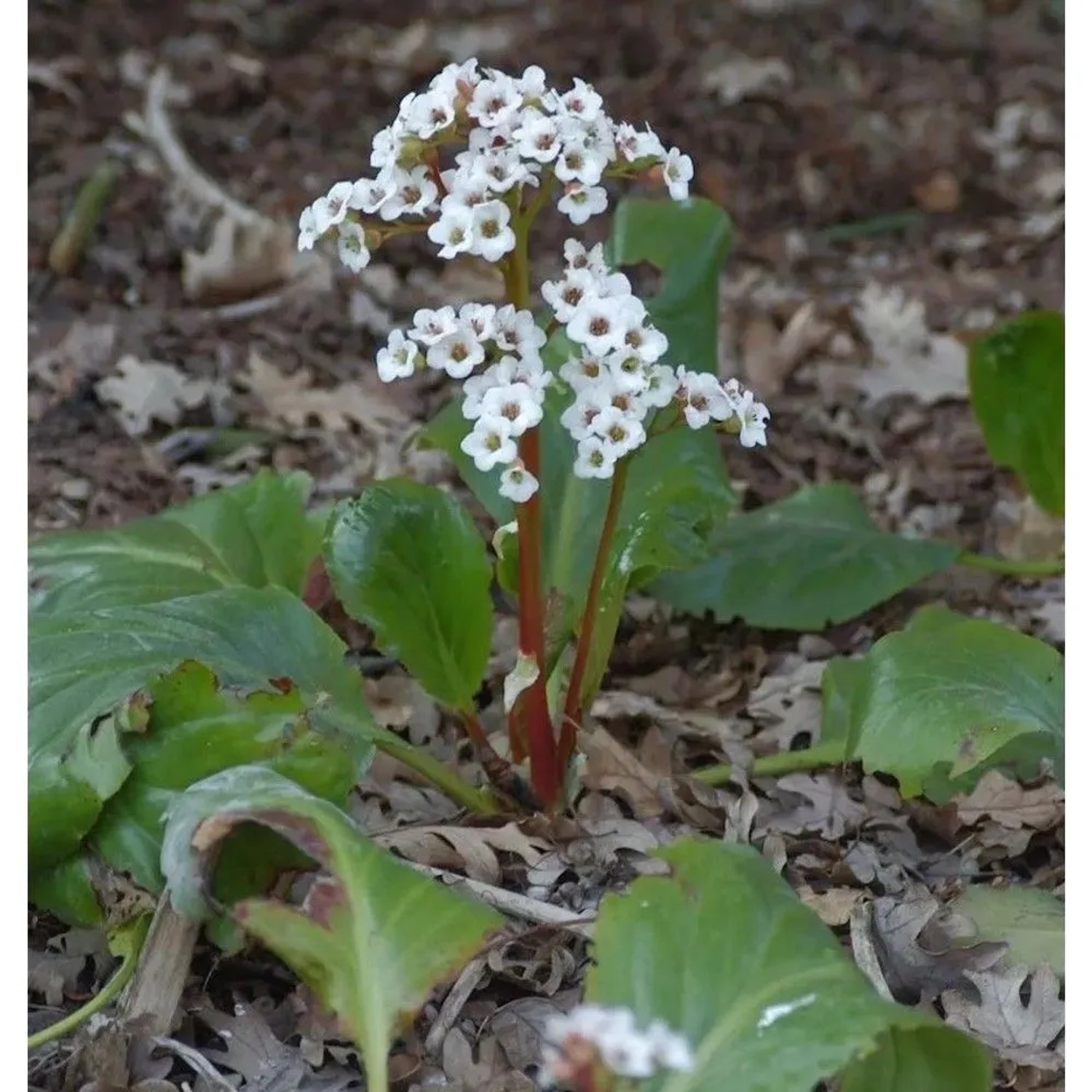 Bergenie Jelle - Bergenia cordifolia