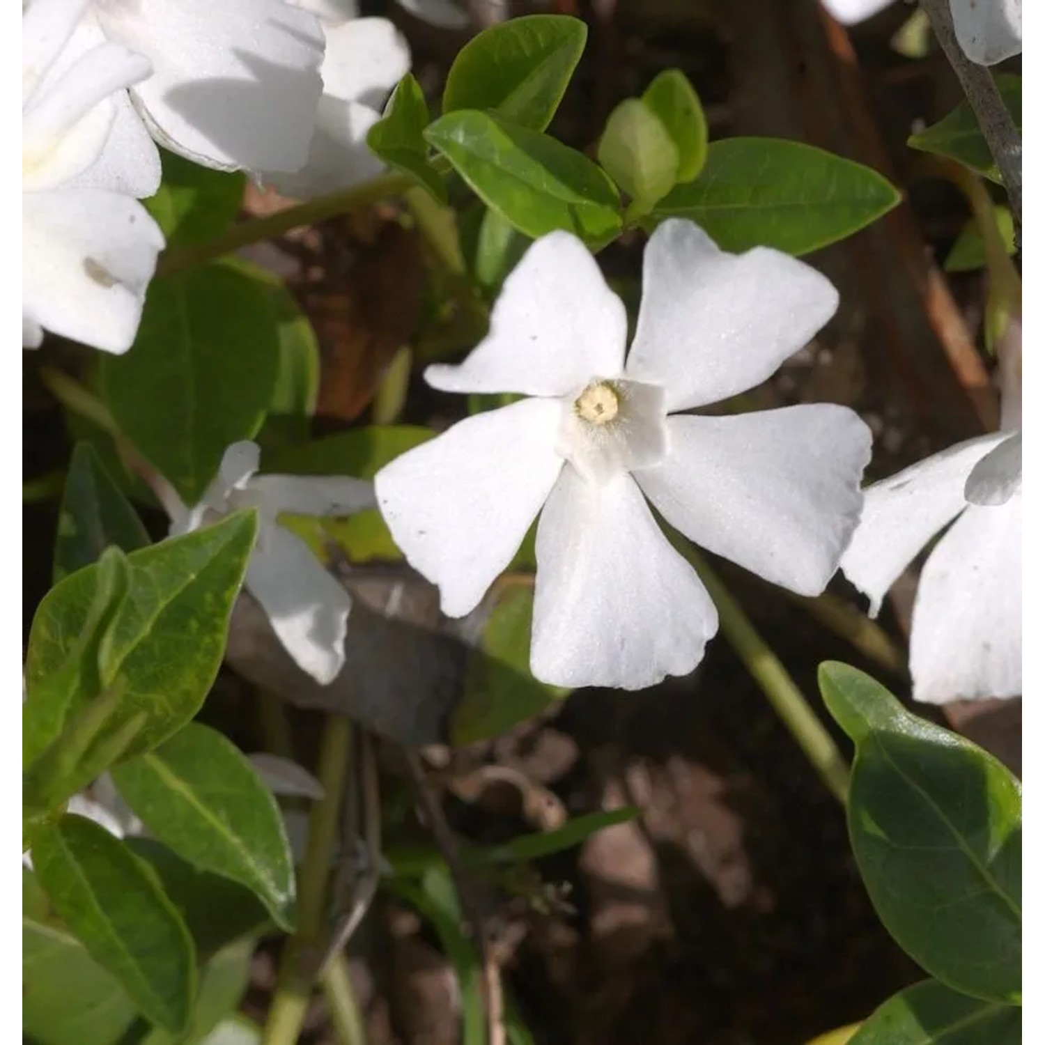 Immergrün Alba - Vinca major
