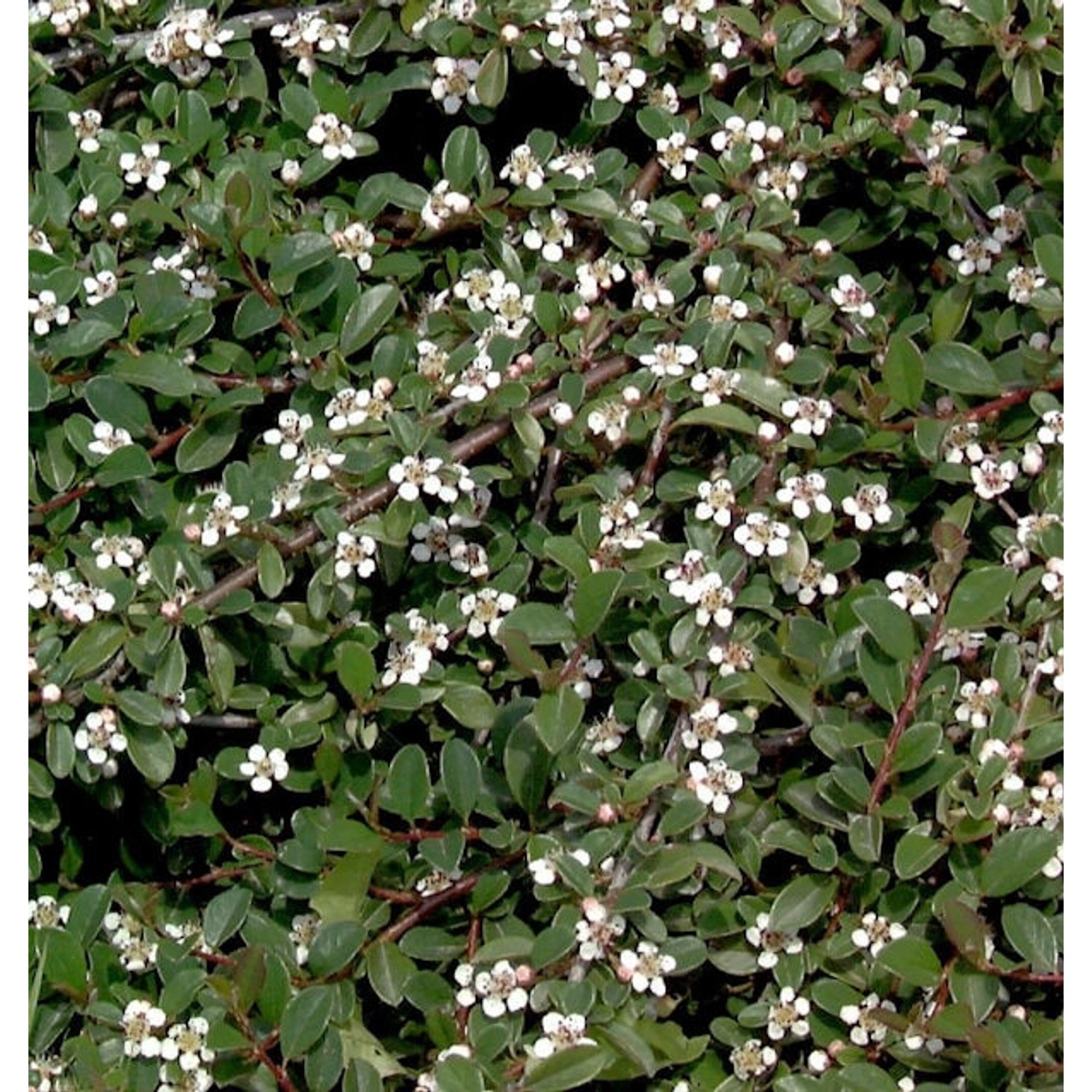 Zwergmispel Radicans 20-30cm - Cotoneaster dammeri günstig online kaufen