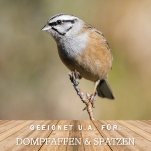 Vogel auf Ast, geeignet für Dompfaffen & Spatzen. Wildvogelfutter.