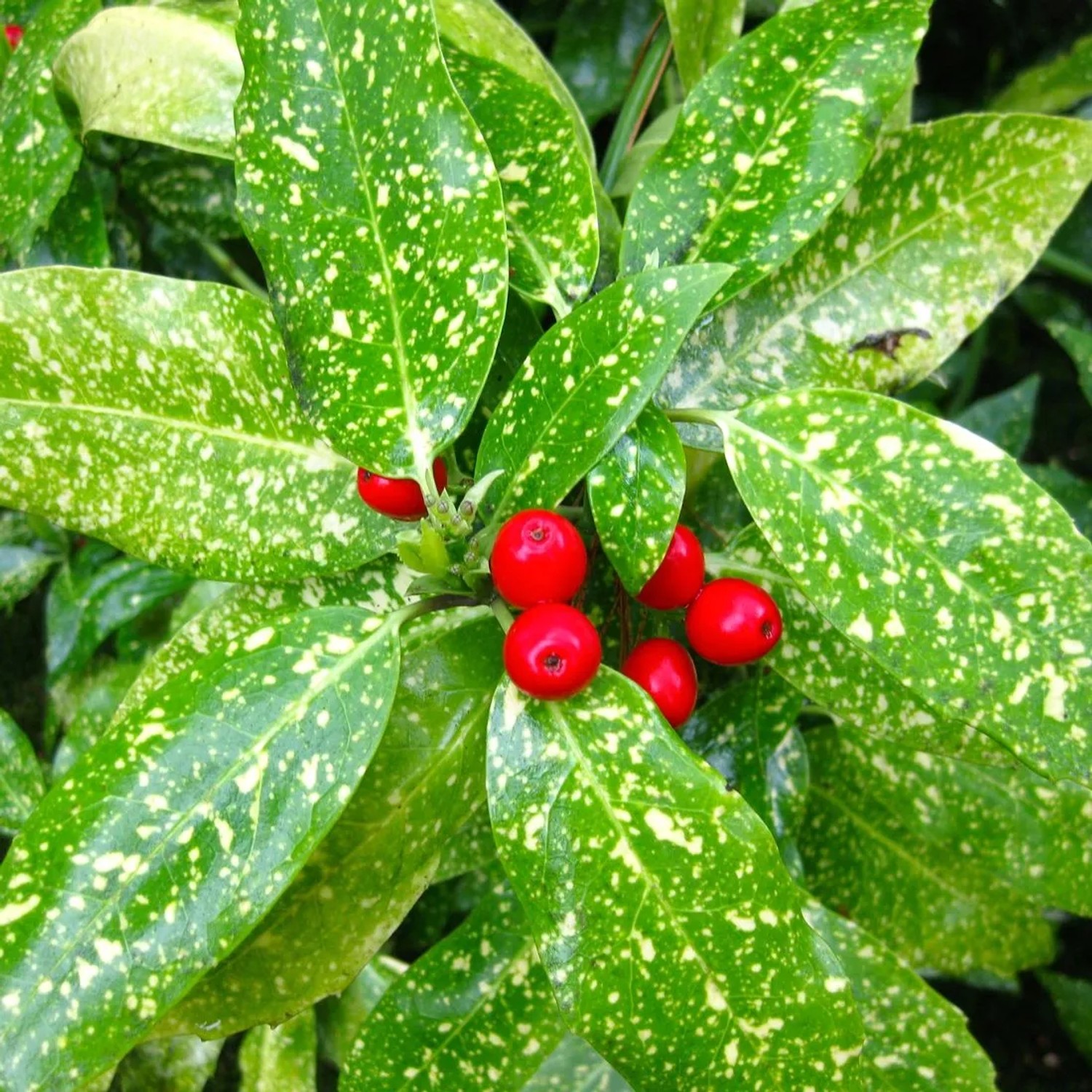 Aucube 'Variegata' Aucuba japonica 30 bis 40 cm im Container Panaschiertes Laub