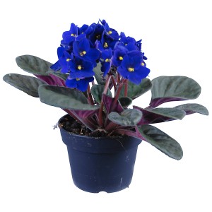 Blaues Usambaraveilchen (Saintpaulia) im Topf, Zimmerpflanze mit dunkelgrünen Blättern und leuchtend blauen Blüten.