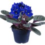 Blaues Usambaraveilchen (Saintpaulia) im Topf, Zimmerpflanze mit dunkelgrünen Blättern und leuchtend blauen Blüten.