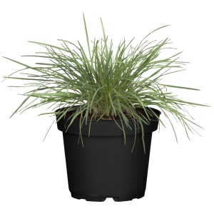 Blaues Schillergras Coolio im Topf, Ziergras mit blaugrauen Halmen für Steingärten.