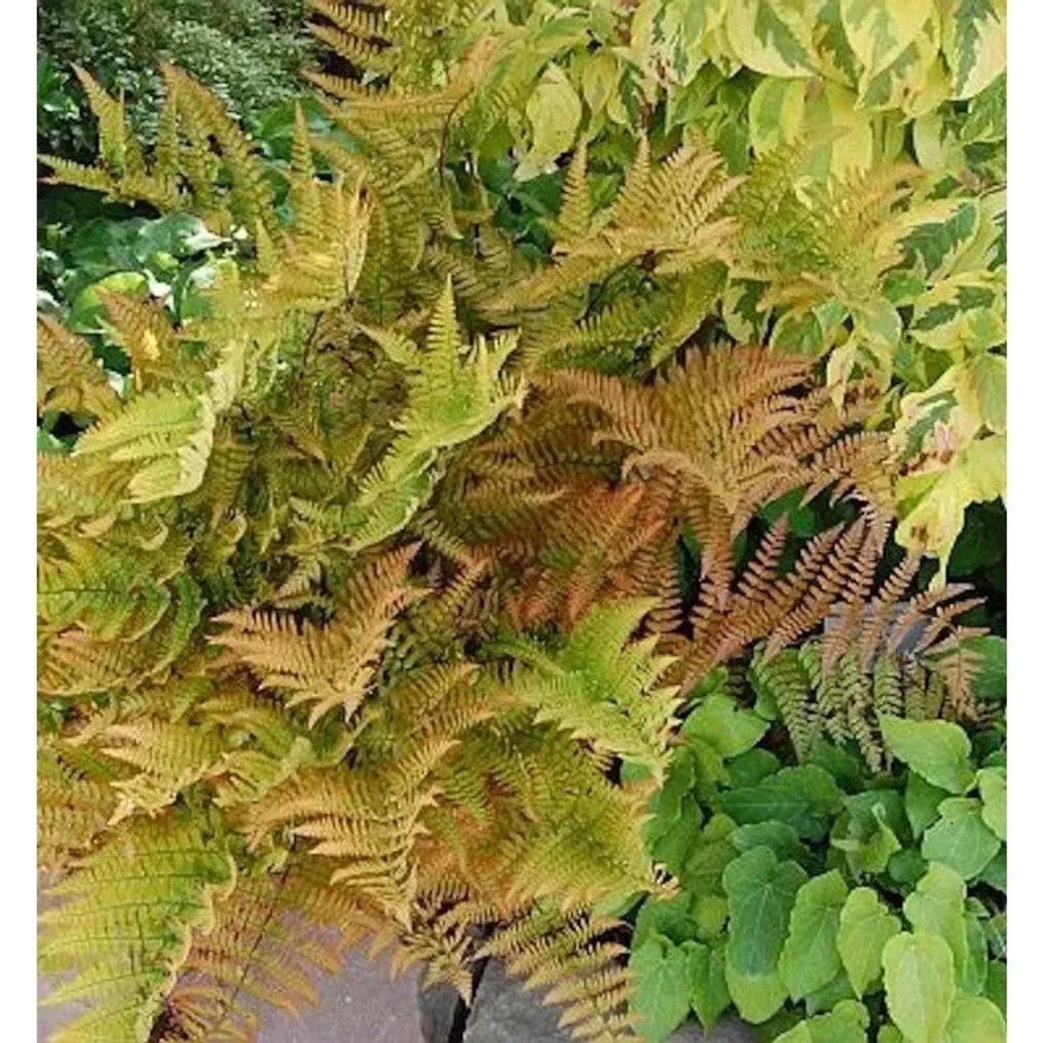 Rotschleierfarn  - großer Topf - Dryopteris erythrosora