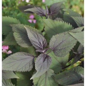 Nahaufnahme der Staude Wasserdost Chocolate (Eupatorium rugosum) mit dunklem Laub.