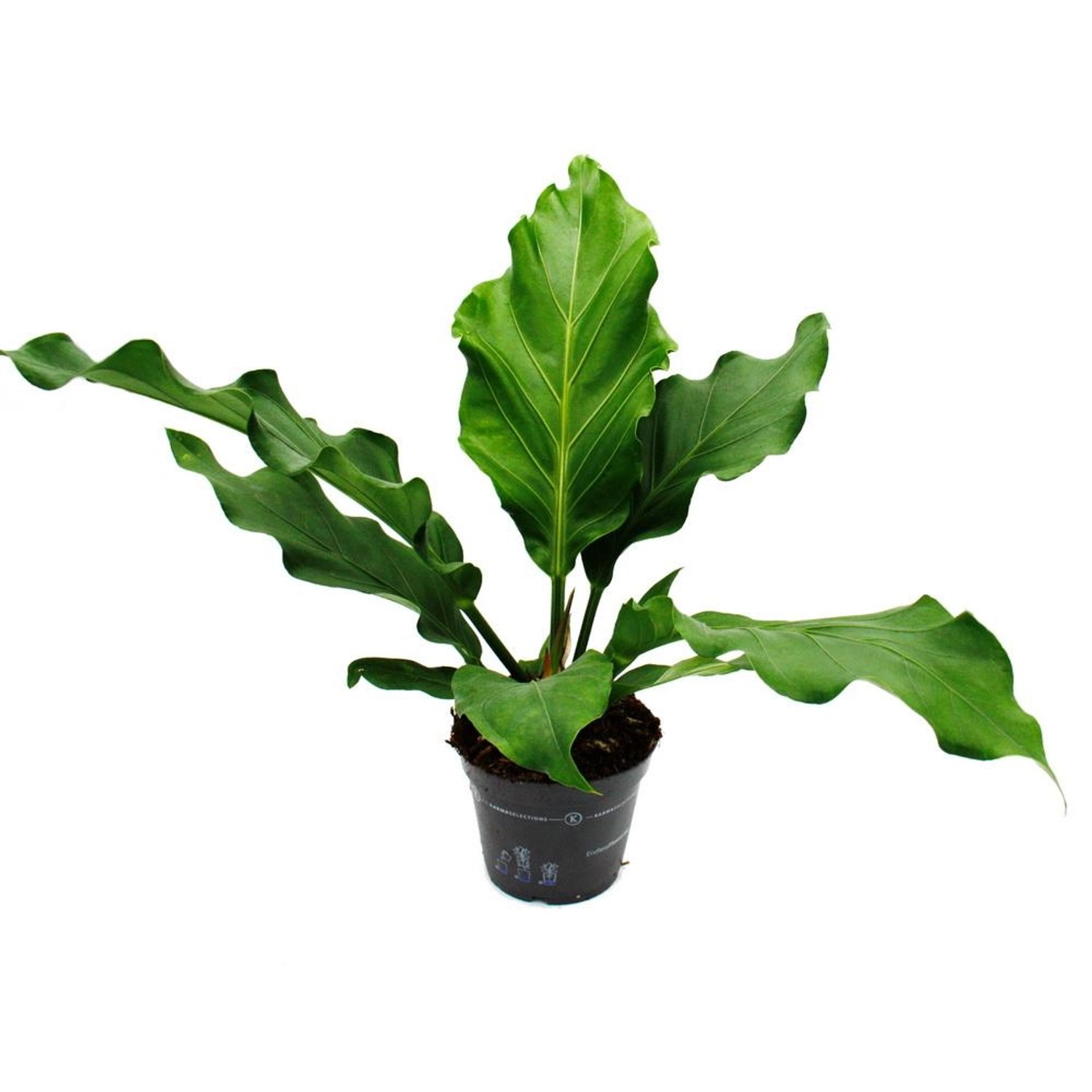 Exotenherz Flamingoblume Anthurium Elipticum Jungle Bush 17cm Topf günstig online kaufen