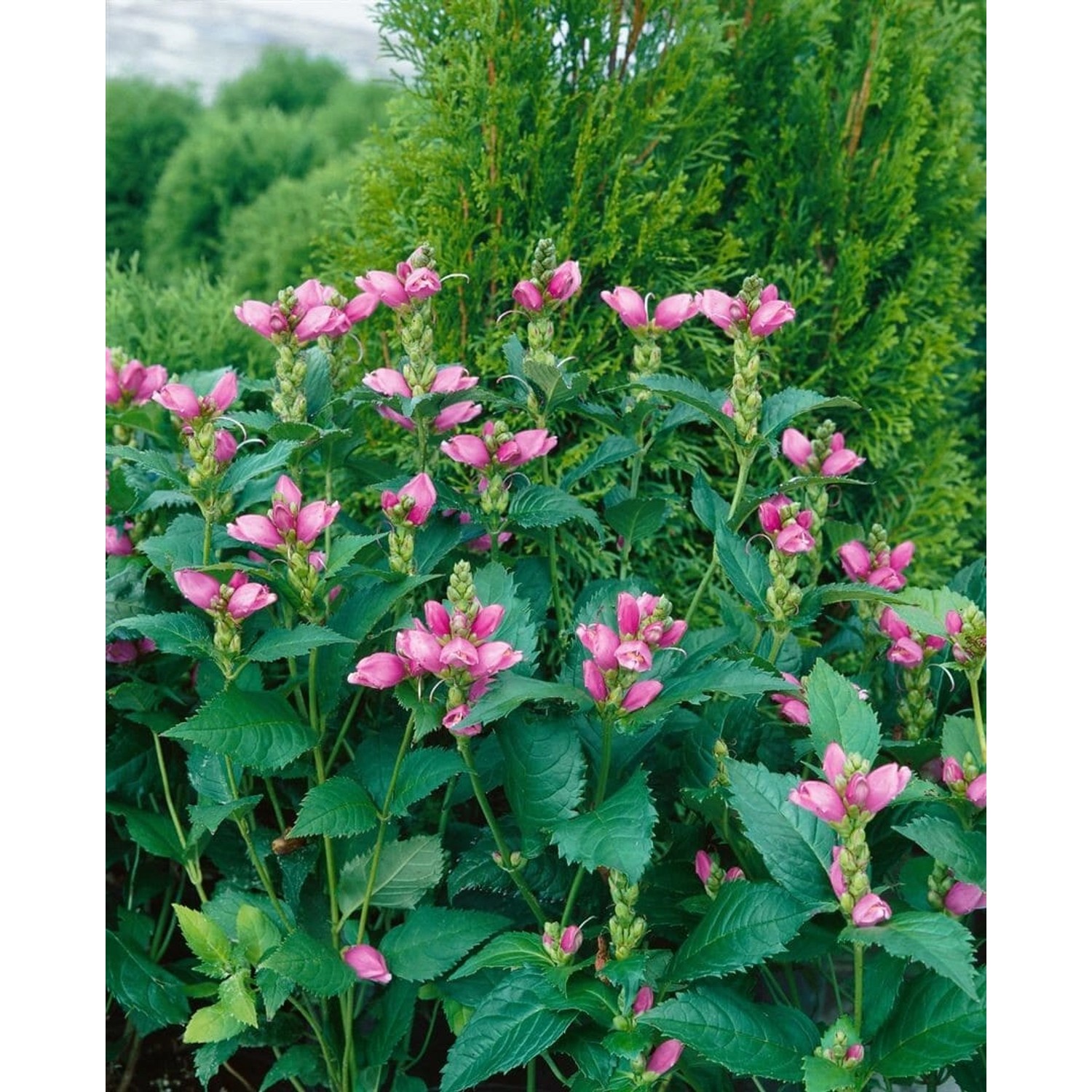 Chelone Obliqua Schiefe Schildblume Ca. 9x9 cm Topf günstig online kaufen