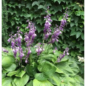 Glockenfunkie (Hosta ventricosa) mit lila Blüten vor grünem Hintergrund.