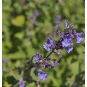 Nahaufnahme der blühenden Katzenminze Kit Cat (Nepeta faassenii) Staude.