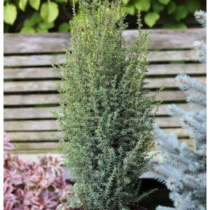 Säulen-Wacholder Sentinel, schlanker, immergrüner Strauch für den Garten.