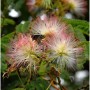 Nahaufnahme der rosa-weißen Blüten des Seidenakazien-Schlafbaums (Albizia julibrissin).