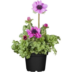 Kronen Anemone im Topf, leuchtend rosa Blüten mit dunkler Mitte, ideal für Beet und Steingarten.
