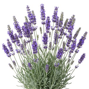 Blühender Lavendel (Lavandula angustifolia) mit blauvioletten Blüten und grünen Blättern. Duftpflanze für Garten & Kräuterbeet.