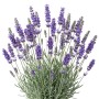 Blühender Lavendel (Lavandula angustifolia) mit blauvioletten Blüten und grünen Blättern. Duftpflanze für Garten & Kräuterbeet.