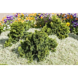 Zwerg-Scheinzypresse 'Nana Gracilis' im Gartenbeet, grüne, kompakte Form.
