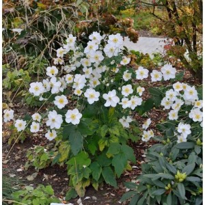 Herbstanemone 'Honorine Jobert' mit weißen Blüten im Gartenbeet.