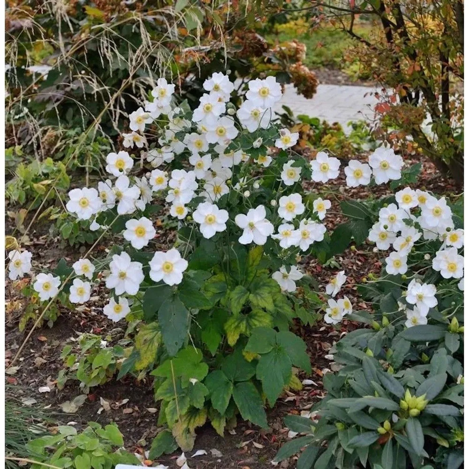 Herbstanemone Honorine Jobert - Anemone japonica
