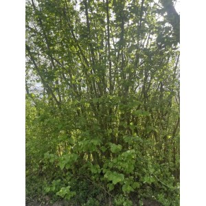 Baumfink Haselnuss als Topfpflanze, ca. 1 Meter hoch mit grünen Blättern.