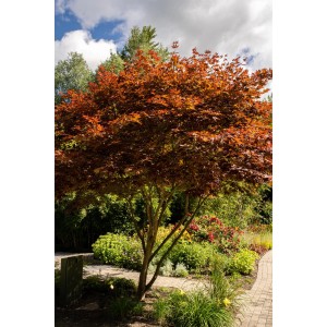 Fächerahorn 'Bloodgood' mit rotem Laub im Garten, ca. 40-50 cm hoch.
