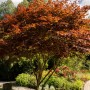 Fächerahorn 'Bloodgood' mit rotem Laub im Garten, ca. 40-50 cm hoch.