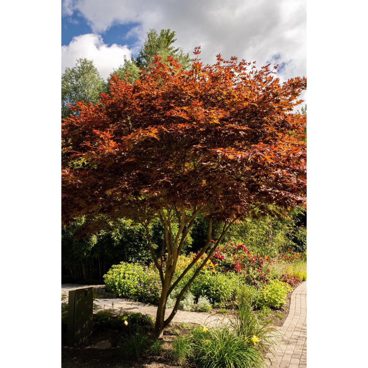 Fächerahorn 'Bloodgood' mit rotem Laub im Garten, ca. 40-50 cm hoch.