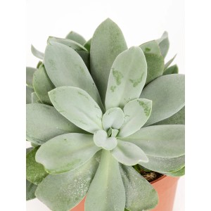 Zwergpfeffer 'Eden Collection' im Topf, eine attraktive Sukkulente mit silbrig-grünen Blättern.