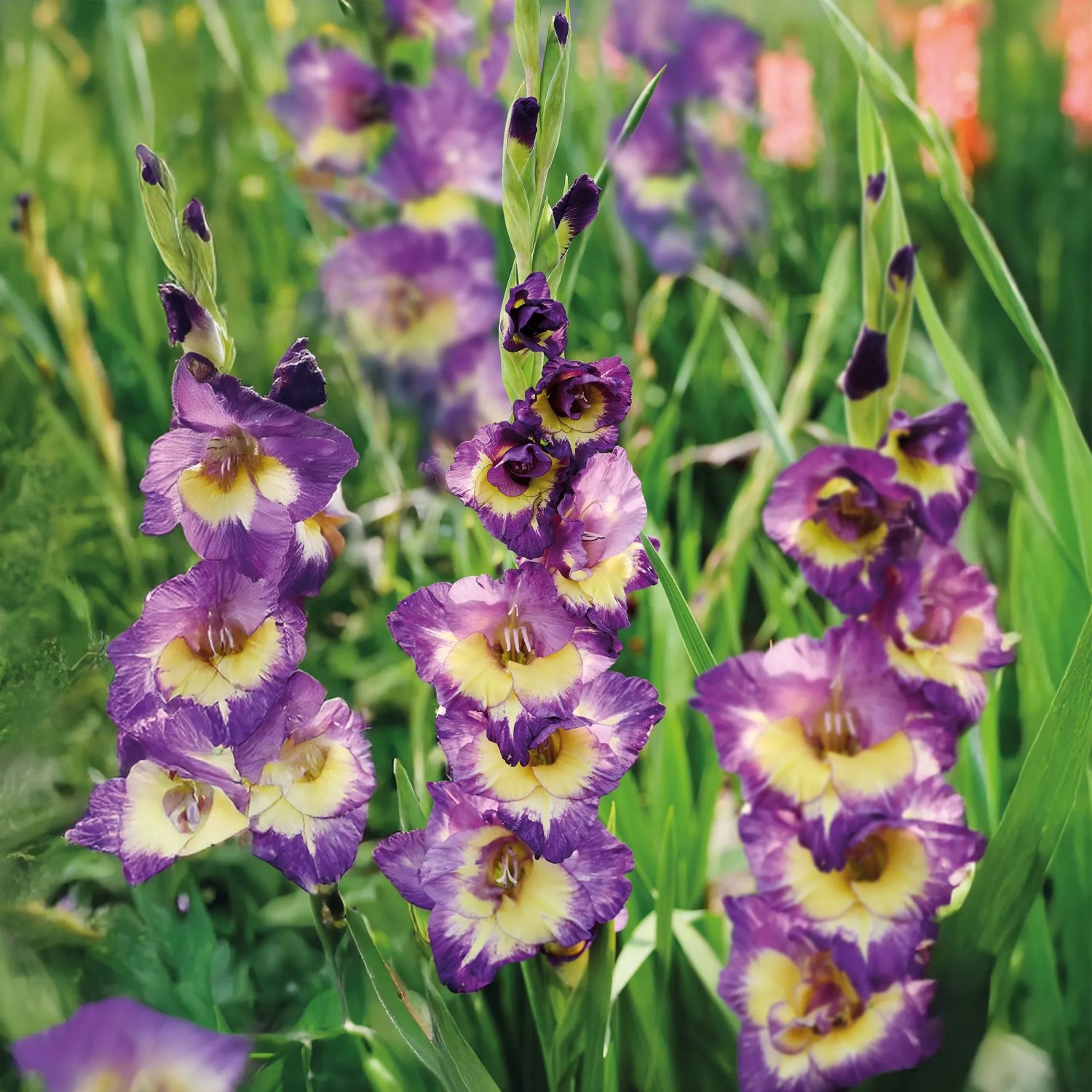 GROW by OBI Gladiole Gladiolus grandifl. Dynamite