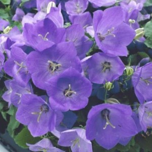 6 x Karpaten-Glockenblume 'Blaue Clips' Campanula carpatica Topf 9cm Kleinwüchsig